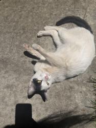 Found/Stray Unknown Cat last seen Oak grove high school area , San Jose, CA 95123