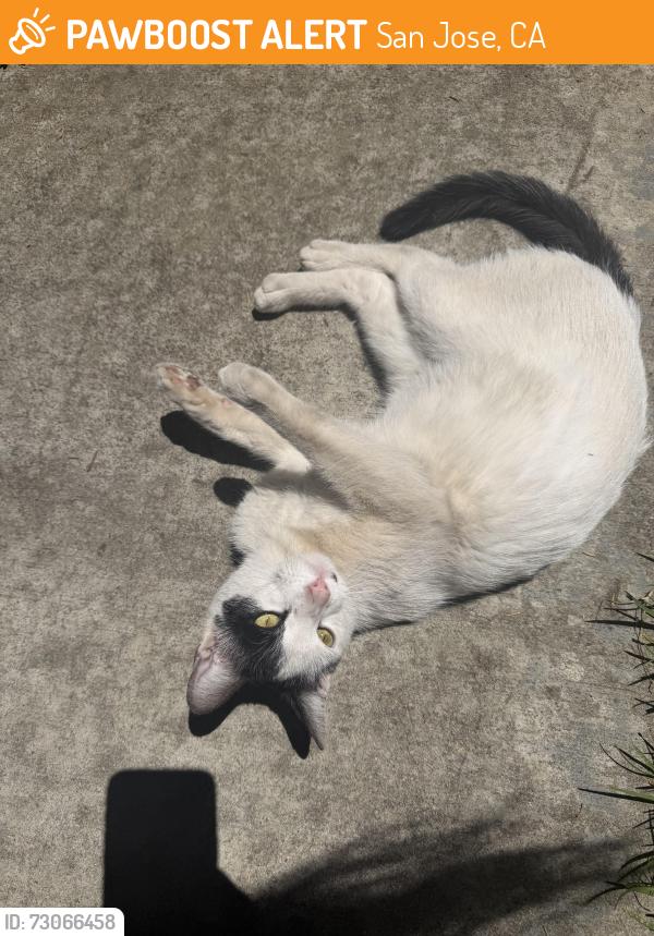 Found/Stray Unknown Cat last seen Oak grove high school area , San Jose, CA 95123