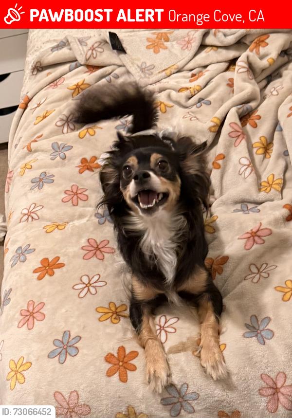 Lost Female Dog last seen Hill Ave, Orange Cove, CA 93646