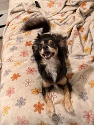 Lost Female Dog last seen Hill Ave, Orange Cove, CA 93646