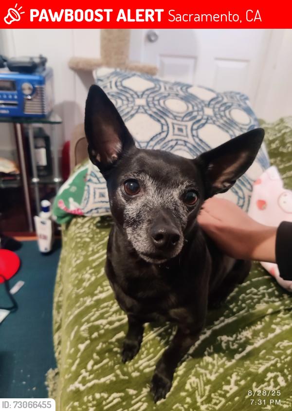 Lost Female Dog last seen 10th and T, Sacramento, CA 95818