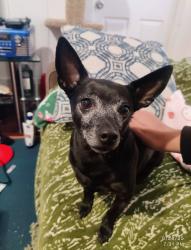 Lost Female Dog last seen 10th and T, Sacramento, CA 95818