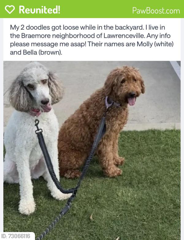 Reunited Female Dog last seen Braemore mill drive, Lawrenceville, GA 30044