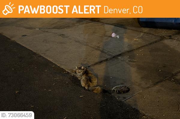 Found/Stray Unknown Cat last seen Urban Phoenix Infinity Park apmts, Denver, CO 80246