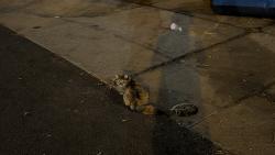 Found/Stray Unknown Cat last seen Urban Phoenix Infinity Park apmts, Denver, CO 80246