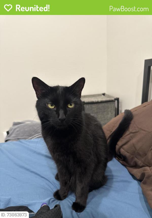 Reunited Male Cat last seen Hillside Ave, Queens, NY 11426