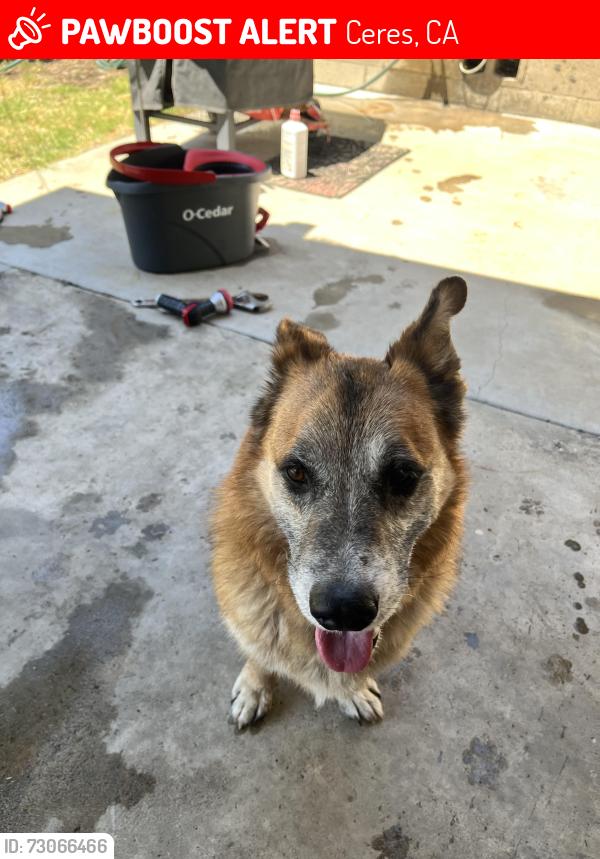 Lost Male Dog last seen 10th St., Ceres, CA 95307