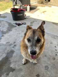 Lost Male Dog last seen 10th St., Ceres, CA 95307