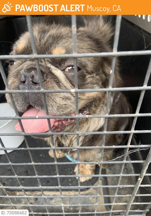 Found/Stray Male Dog last seen 3rd st muscoy, Muscoy, CA 92407
