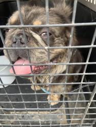 Found/Stray Male Dog last seen 3rd st muscoy, Muscoy, CA 92407