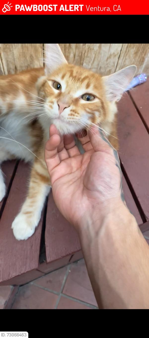 Lost Male Cat last seen Lemon grove and preble, Ventura, CA 93003