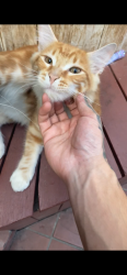 Lost Male Cat last seen Lemon grove and preble, Ventura, CA 93003