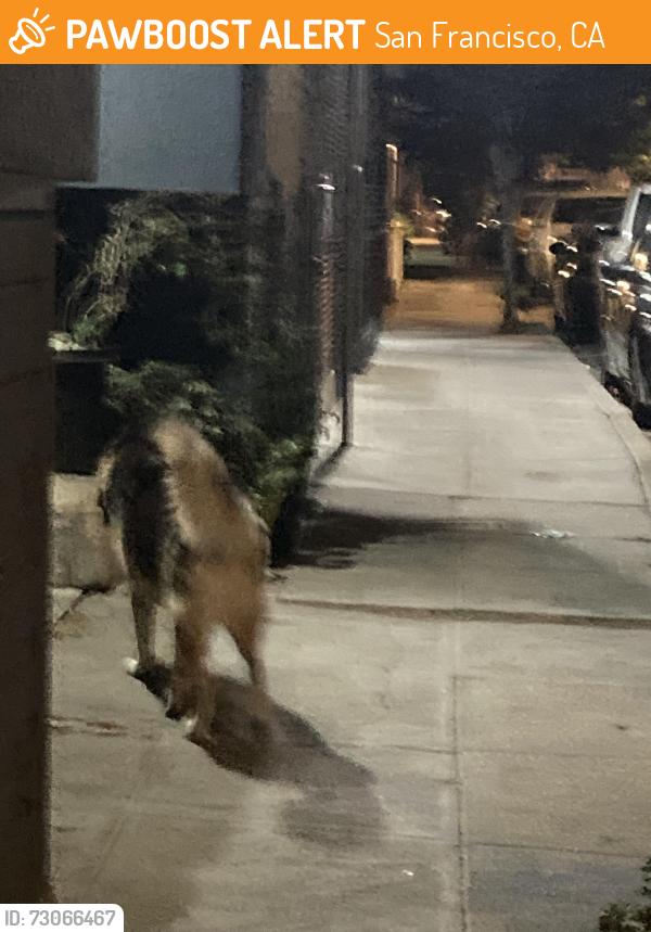 Found/Stray Unknown Dog last seen Shipley and 6th street, San Francisco, CA 94107