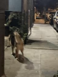 Found/Stray Unknown Dog last seen Shipley and 6th street, San Francisco, CA 94107