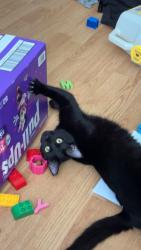 Lost Female Cat last seen Sweetwater Vonore rd, Sweetwater, TN 37874