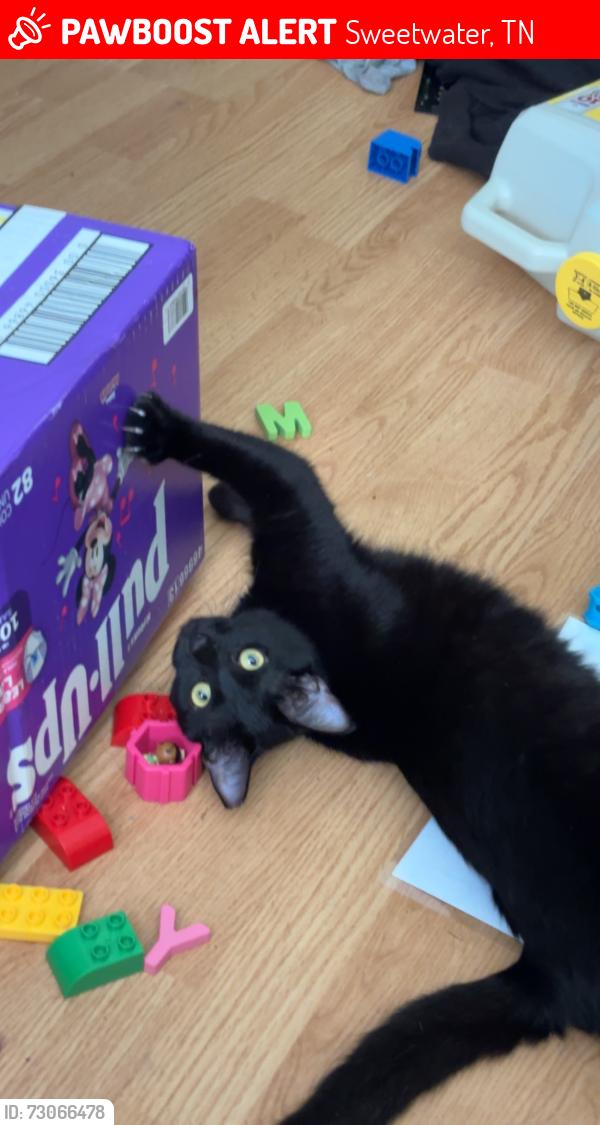 Lost Female Cat last seen Sweetwater Vonore rd, Sweetwater, TN 37874