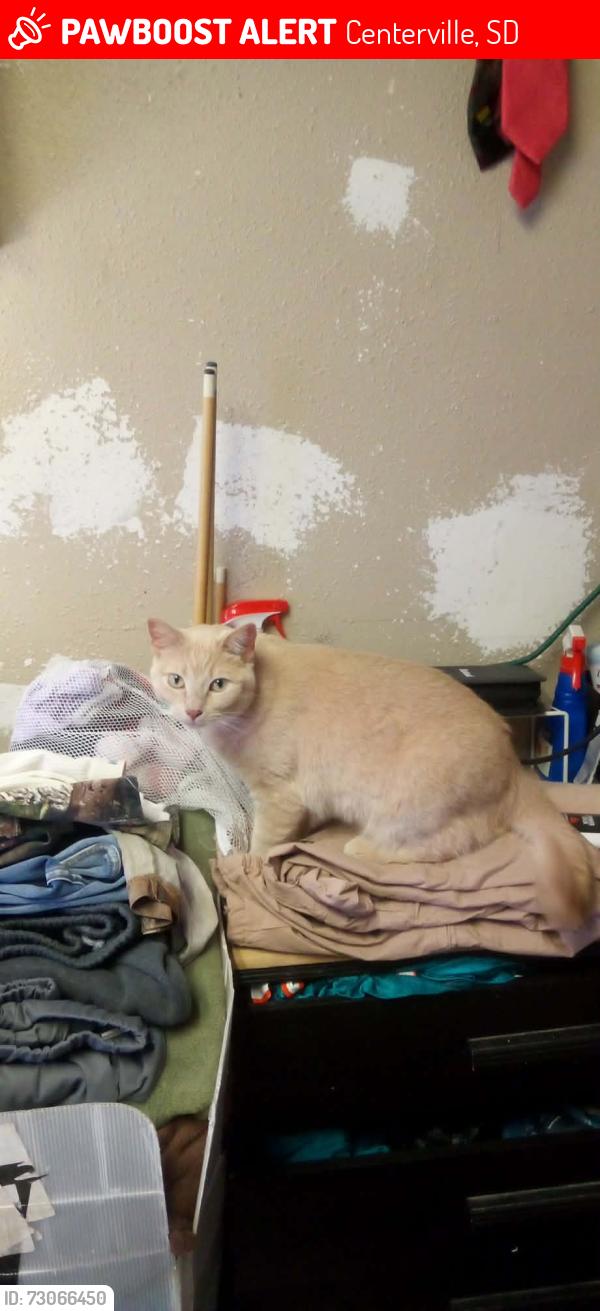 Lost Female Cat last seen Iowa street, Centerville, SD 57014