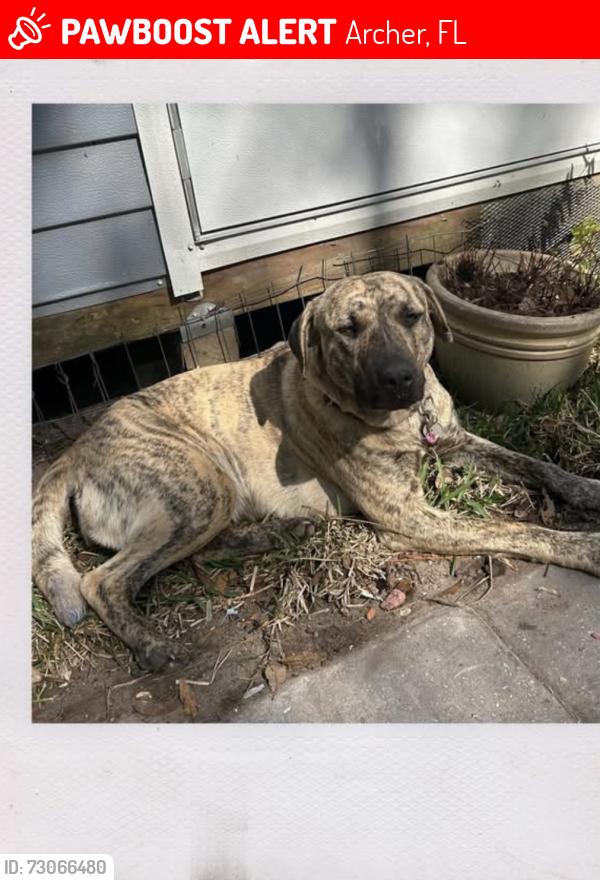 Lost Female Dog last seen home , Archer, FL 32618