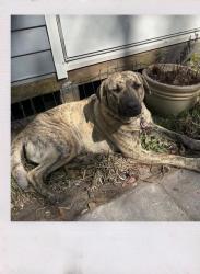 Lost Female Dog last seen home , Archer, FL 32618