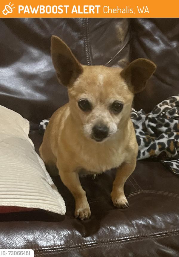 Found/Stray Female Dog last seen Penny park, Chehalis, WA 98532