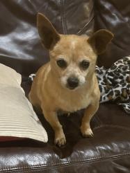 Found/Stray Female Dog last seen Penny park, Chehalis, WA 98532