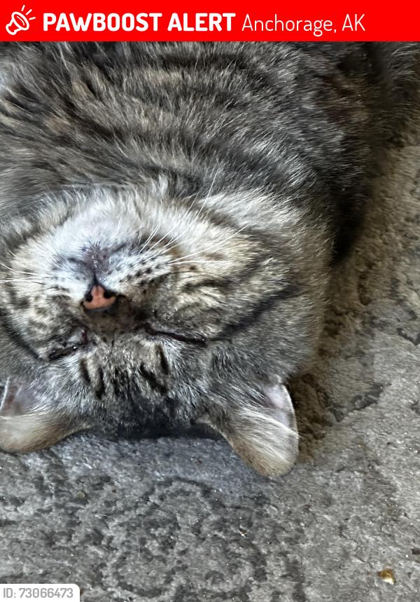 Lost Male Cat last seen Latouche and Bennington, Anchorage, AK 99508