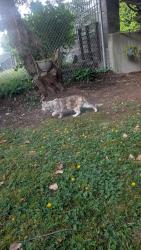 Found/Stray Female Cat last seen Near 140st Surrey BC, Surrey, BC V3T 4N8