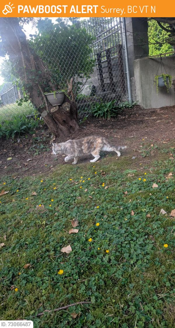 Found/Stray Female Cat last seen Near 140st Surrey BC, Surrey, BC V3T 4N8