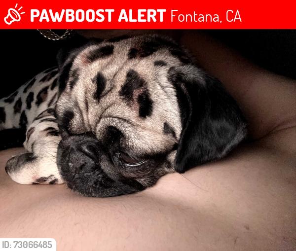 Lost Female Dog last seen Near san bernardino ave fontana, Fontana, CA 92335