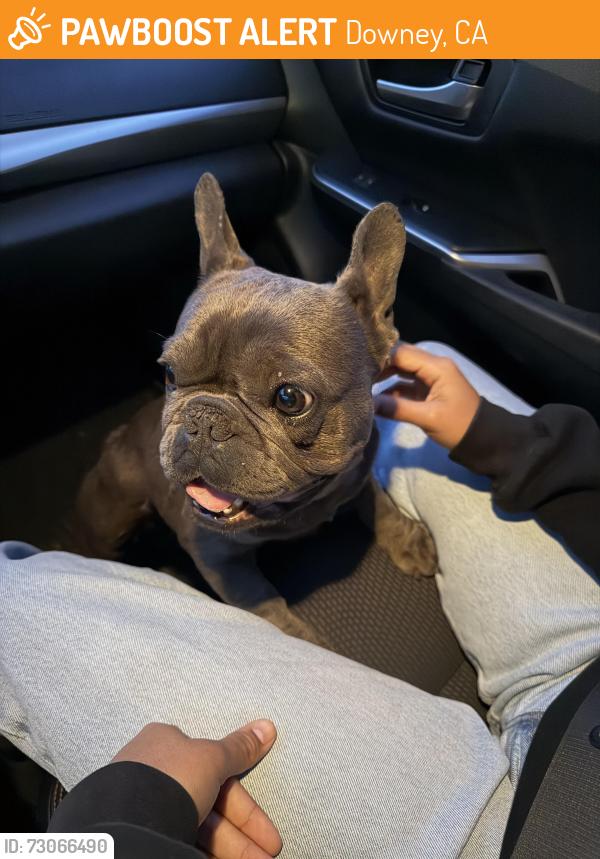 Found/Stray Female Dog last seen Little lake rd and Leibacher ave, Downey, CA 90241