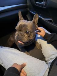 Found/Stray Female Dog last seen Little lake rd and Leibacher ave, Downey, CA 90241