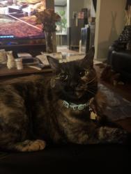 Lost Female Cat last seen Cross and Bayliss, Alexandria, VA 22302