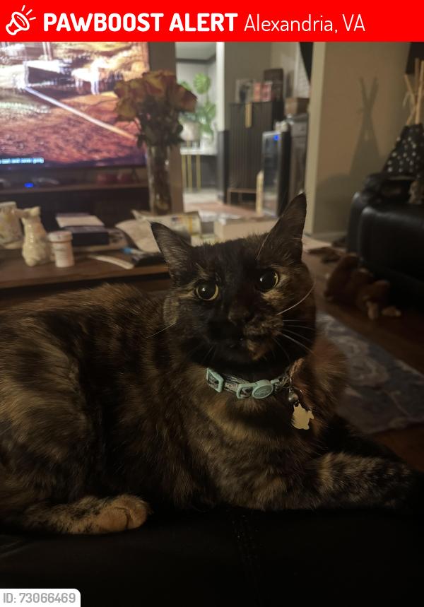 Lost Female Cat last seen Cross and Bayliss, Alexandria, VA 22302