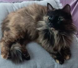 Lost Female Cat last seen Alemina or kessler, River Oaks, TX 76114