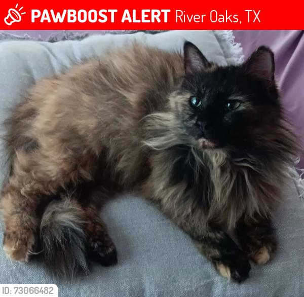 Lost Female Cat last seen Alemina or kessler, River Oaks, TX 76114