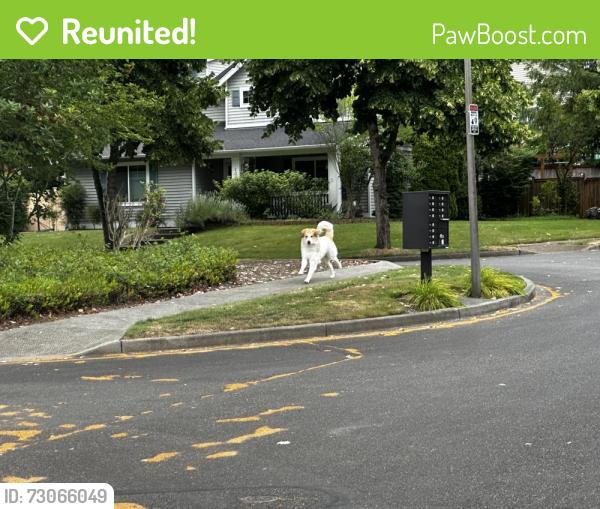 Reunited Unknown Dog last seen Palisade Blvd, DuPont, WA 98327