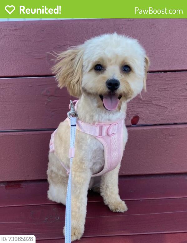 Reunited Female Dog last seen Cardenas harder rd, Hayward, CA 94544