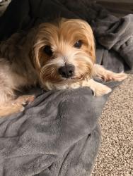 Lost Male Dog last seen 35th , Oakland, CA 94601