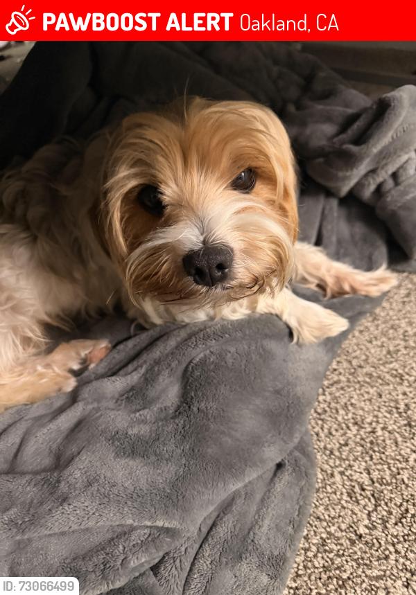 Lost Male Dog last seen 35th , Oakland, CA 94601
