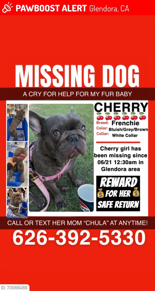 Lost Female Dog last seen Glendora Ave., Glendora, CA 91740