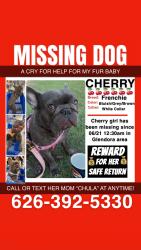 Lost Female Dog last seen Glendora Ave., Glendora, CA 91740