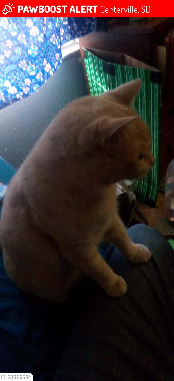 Lost Female Cat last seen Iowa street, Centerville, SD 57014