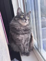 Lost Female Cat last seen moffett Ct, Novato, CA 94949, Novato, CA 94949