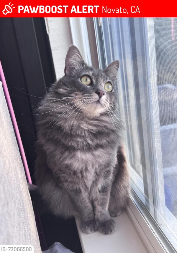 Lost Female Cat last seen moffett Ct, Novato, CA 94949, Novato, CA 94949