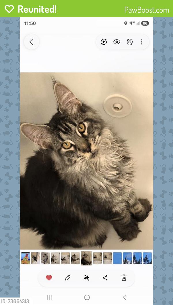 Reunited Male Cat last seen Gram Hill Road,  , Santa Cruz, CA 95060