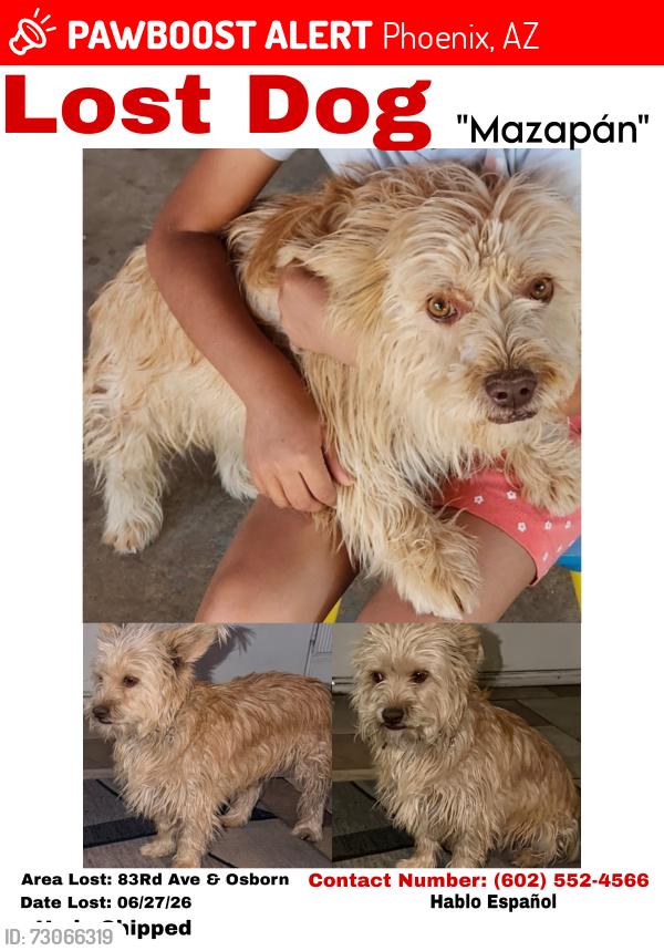 Lost Male Dog last seen 83rd ave and Osborn, Phoenix, AZ 85033
