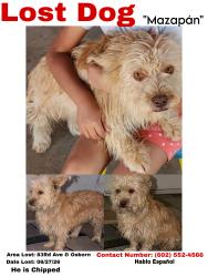 Lost Male Dog last seen 83rd ave and Osborn, Phoenix, AZ 85033