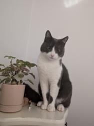Lost Male Cat last seen Foxyards Primary School, West Midlands, England DY4