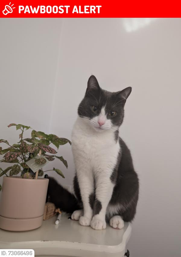 Lost Male Cat last seen Foxyards Primary School, West Midlands, England DY4