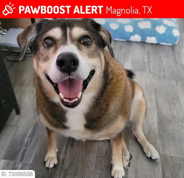 Lost Female Dog last seen Bent Oak Lane and Standard Road, Magnolia, TX 77354
